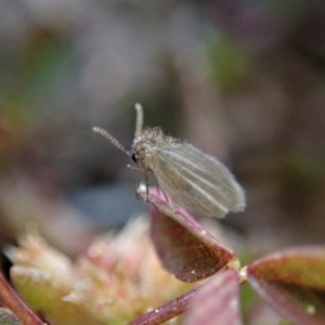 Psychodidae sp. (family) at Cook, ACT - 2 Sep 2020