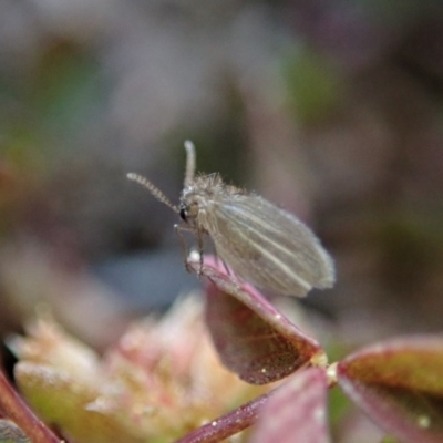 Psychodidae sp. (family) (Moth Fly, Drain Fly) at Mount Painter - 2 Sep 2020 by CathB