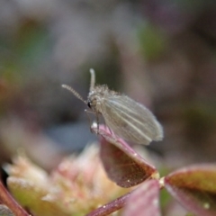 Psychodidae sp. (family) (Moth Fly, Drain Fly) at Mount Painter - 2 Sep 2020 by CathB