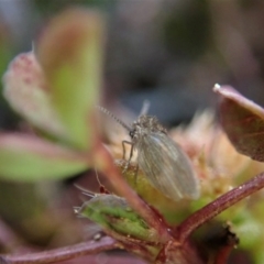 Psychodidae sp. (family) at Cook, ACT - 2 Sep 2020