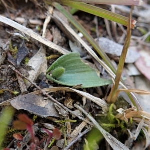 Glossodia major at Cook, ACT - suppressed