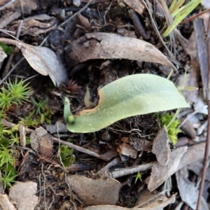 Glossodia major at Cook, ACT - suppressed