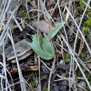 Glossodia major at Cook, ACT - suppressed