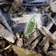 Caladenia atrovespa (Green-comb Spider Orchid) at Mount Painter - 13 Aug 2020 by CathB