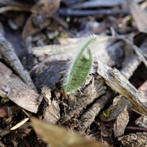 Caladenia atrovespa at Cook, ACT - suppressed