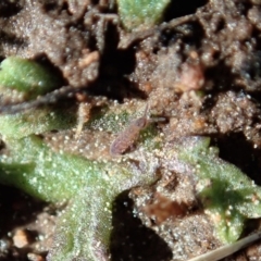 Collembola sp. (class) (Springtail) at Cook, ACT - 2 Sep 2020 by CathB