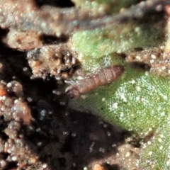 Collembola sp. (class) at Cook, ACT - 2 Sep 2020