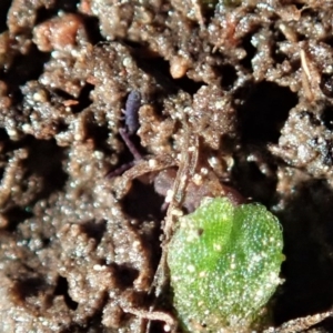 Collembola sp. (class) at Cook, ACT - 2 Sep 2020