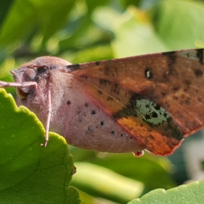 Oenochroma vinaria (Pink-bellied Moth, Hakea Wine Moth) at Bega, NSW - 5 Sep 2020 by JenniferWillcox