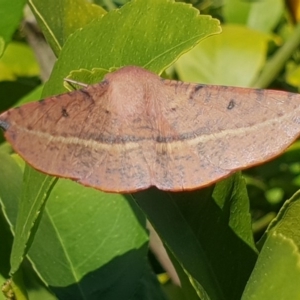 Oenochroma vinaria at Bega, NSW - 5 Sep 2020