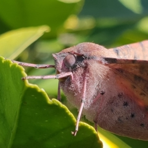 Oenochroma vinaria at Bega, NSW - 5 Sep 2020