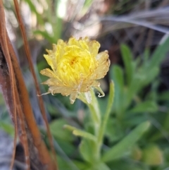 Coronidium scorpioides (Button Everlasting) at Carwoola, NSW - 5 Sep 2020 by tpreston