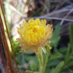 Coronidium scorpioides at Carwoola, NSW - 5 Sep 2020