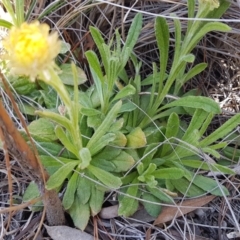 Coronidium scorpioides at Carwoola, NSW - 5 Sep 2020