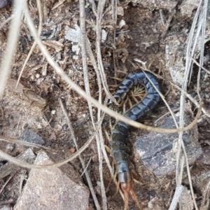 Scolopendromorpha (order) at Carwoola, NSW - 5 Sep 2020 11:15 AM