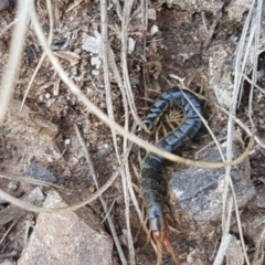 Scolopendromorpha (order) (A centipede) at Carwoola, NSW - 5 Sep 2020 by trevorpreston