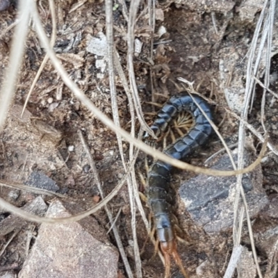 Scolopendromorpha (order) (A centipede) at Wanna Wanna Nature Reserve - 5 Sep 2020 by trevorpreston
