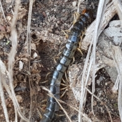 Scolopendromorpha (order) at Carwoola, NSW - 5 Sep 2020