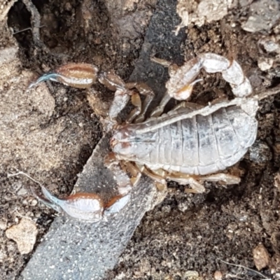 Urodacus manicatus (Black Rock Scorpion) at QPRC LGA - 5 Sep 2020 by tpreston