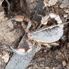 Urodacus manicatus (Black Rock Scorpion) at Carwoola, NSW - 5 Sep 2020 by tpreston