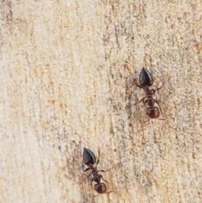 Crematogaster sp. (genus) (Acrobat ant, Cocktail ant) at Carwoola, NSW - 5 Sep 2020 by trevorpreston