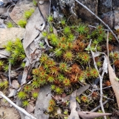 Polytrichaceae sp. (family) (A moss) at Wanna Wanna Nature Reserve - 5 Sep 2020 by tpreston