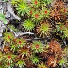 Polytrichaceae at Carwoola, NSW - 5 Sep 2020