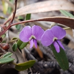 Hovea heterophylla (Common Hovea) at Carwoola, NSW - 5 Sep 2020 by tpreston