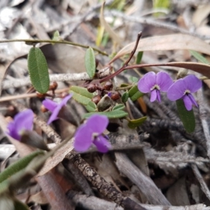 Hovea heterophylla at Carwoola, NSW - 5 Sep 2020