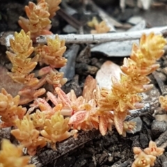 Crassula sieberiana (Austral Stonecrop) at QPRC LGA - 5 Sep 2020 by tpreston