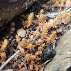 Crassula sieberiana at Carwoola, NSW - 5 Sep 2020