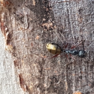 Camponotus suffusus at Carwoola, NSW - 5 Sep 2020
