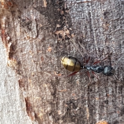 Camponotus suffusus (Golden-tailed sugar ant) at Carwoola, NSW - 5 Sep 2020 by trevorpreston