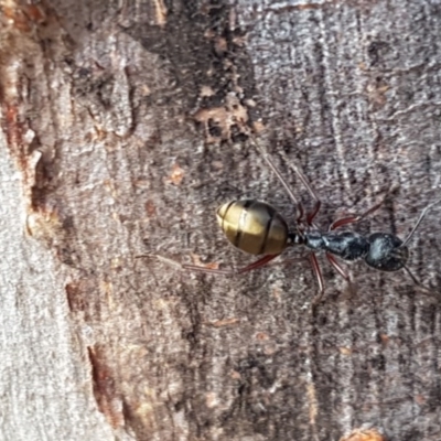 Camponotus suffusus (Golden-tailed sugar ant) at Carwoola, NSW - 5 Sep 2020 by tpreston