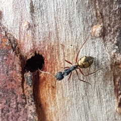 Camponotus suffusus at Carwoola, NSW - 5 Sep 2020