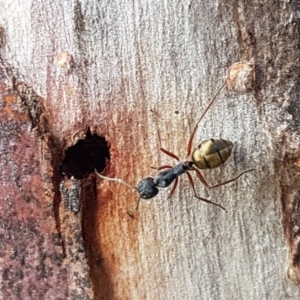 Camponotus suffusus at Carwoola, NSW - 5 Sep 2020