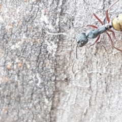 Camponotus suffusus at Carwoola, NSW - 5 Sep 2020