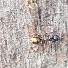 Camponotus suffusus at Carwoola, NSW - 5 Sep 2020