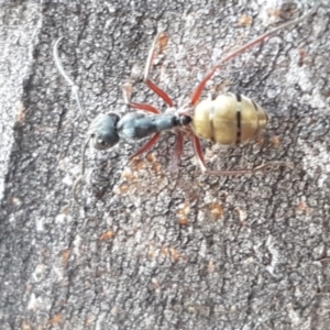 Camponotus suffusus at Carwoola, NSW - 5 Sep 2020