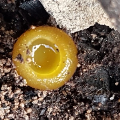Aleurina ferruginea (Fleshy Cup Fungus) at Carwoola, NSW - 5 Sep 2020 by trevorpreston