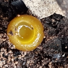 Aleurina ferruginea (Fleshy Cup Fungus) at Carwoola, NSW - 5 Sep 2020 by tpreston
