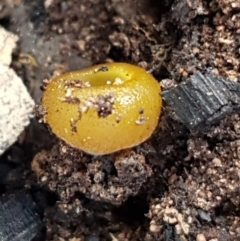 Aleurina ferruginea at Carwoola, NSW - 5 Sep 2020