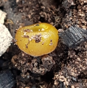 Aleurina ferruginea at Carwoola, NSW - 5 Sep 2020