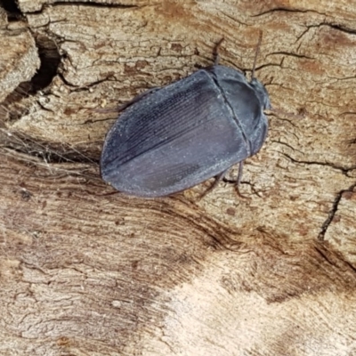Pterohelaeus planus (Pie dish beetle) at QPRC LGA - 5 Sep 2020 by tpreston