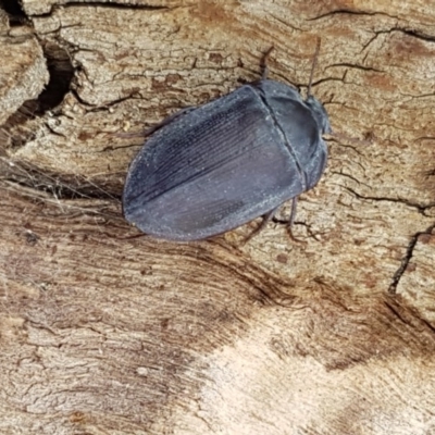 Pterohelaeus planus (Pie dish beetle) at Wanna Wanna Nature Reserve - 5 Sep 2020 by tpreston