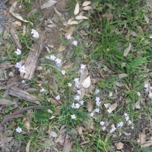 Ipheion uniflorum at Holt, ACT - 4 Sep 2020