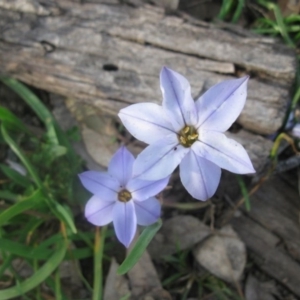 Ipheion uniflorum at Holt, ACT - 4 Sep 2020