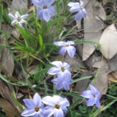 Ipheion uniflorum at Holt, ACT - 4 Sep 2020