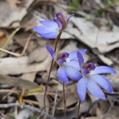 Cyanicula caerulea (Blue Fingers, Blue Fairies) at Wanna Wanna Nature Reserve - 5 Sep 2020 by tpreston