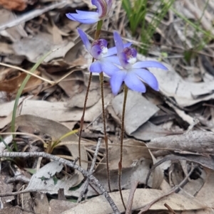 Cyanicula caerulea at Carwoola, NSW - 5 Sep 2020